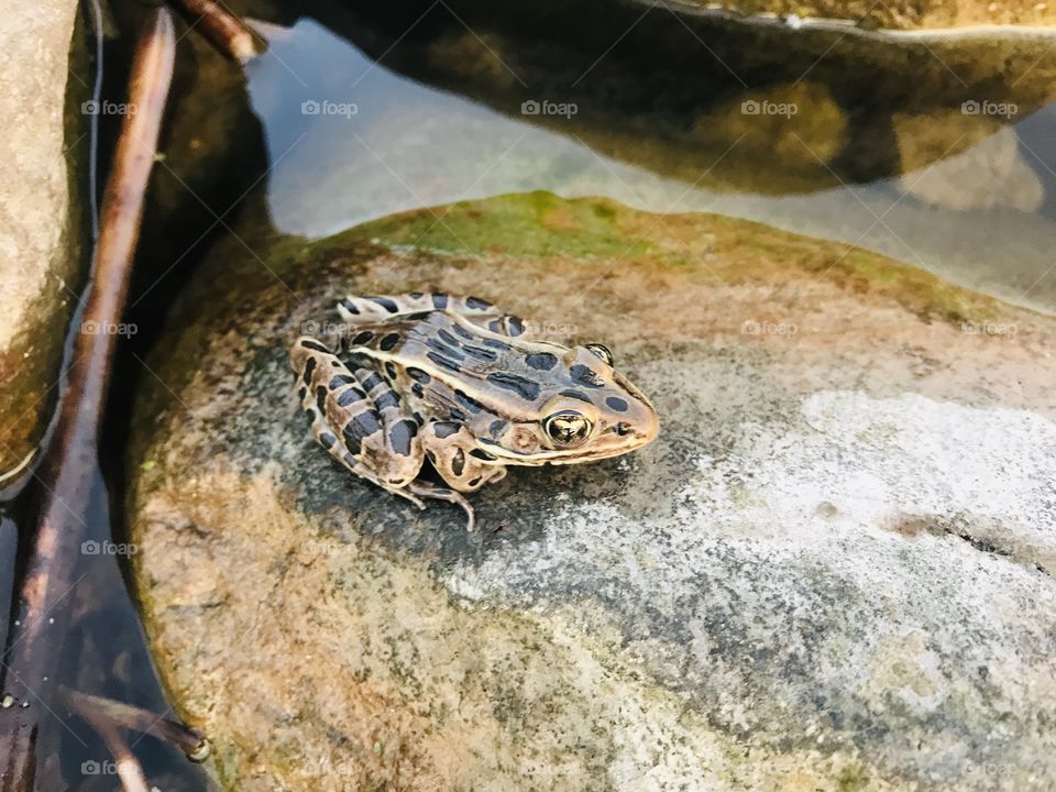 Darling little green and brown frog sitting very still on boulder in water waiting for a fly. 