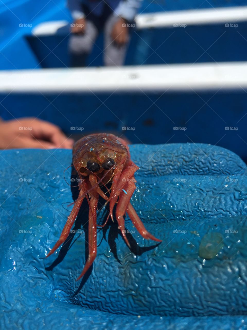 Crawfish on a blue glove 