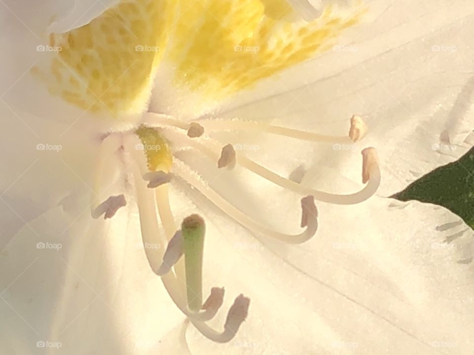 Flower closeup 