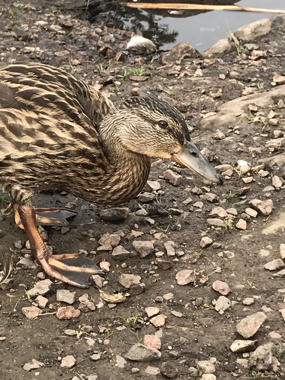 Duck posing for the camera