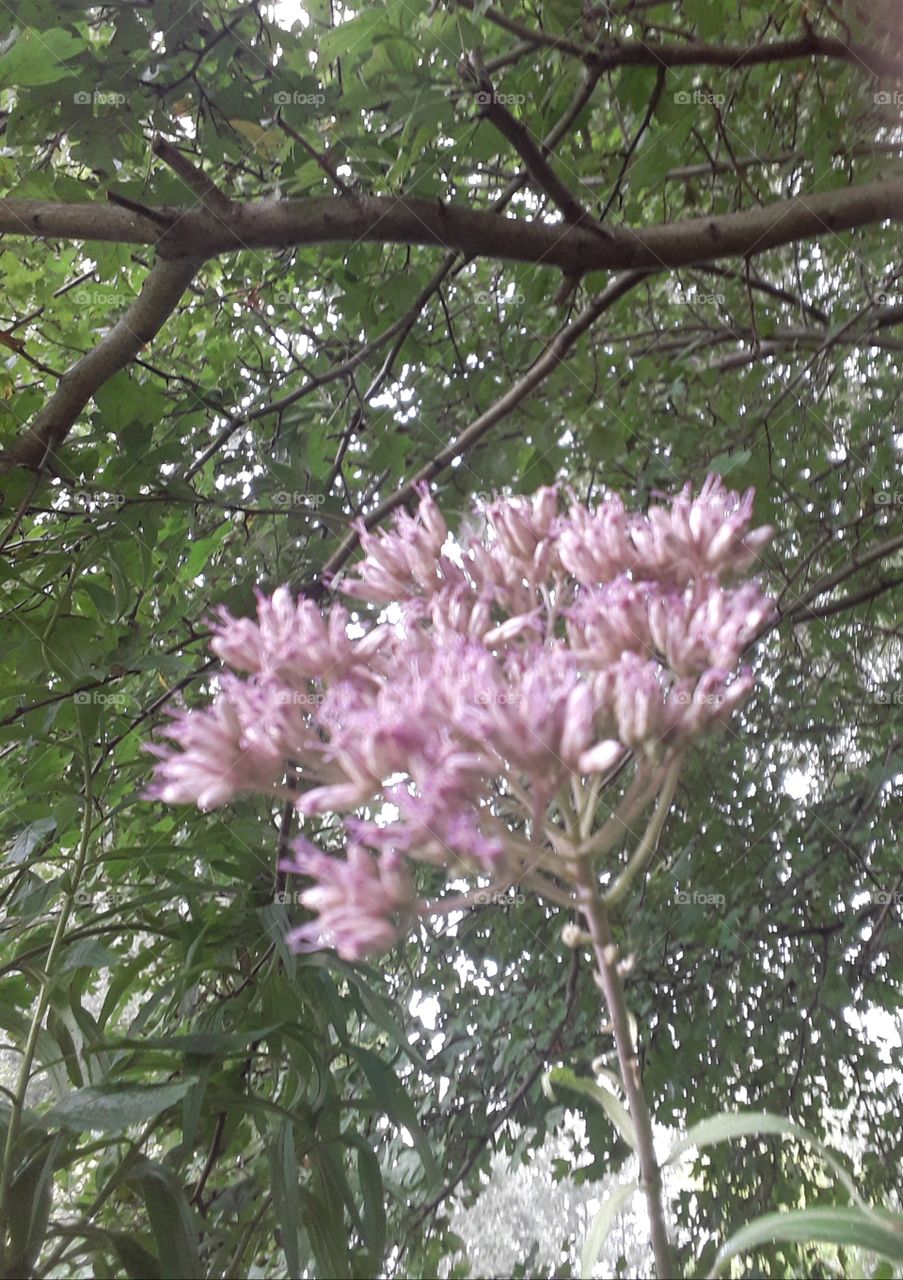 pink Eupatorium and tree