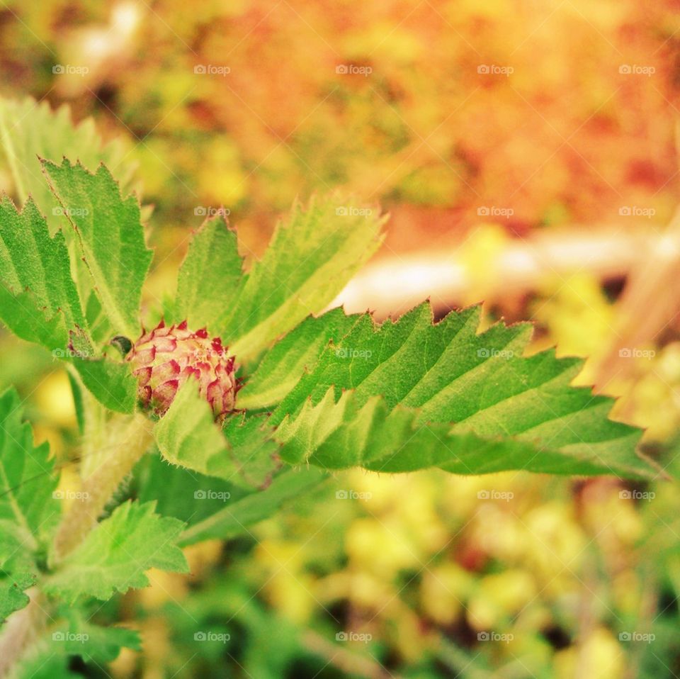 Flower's bud