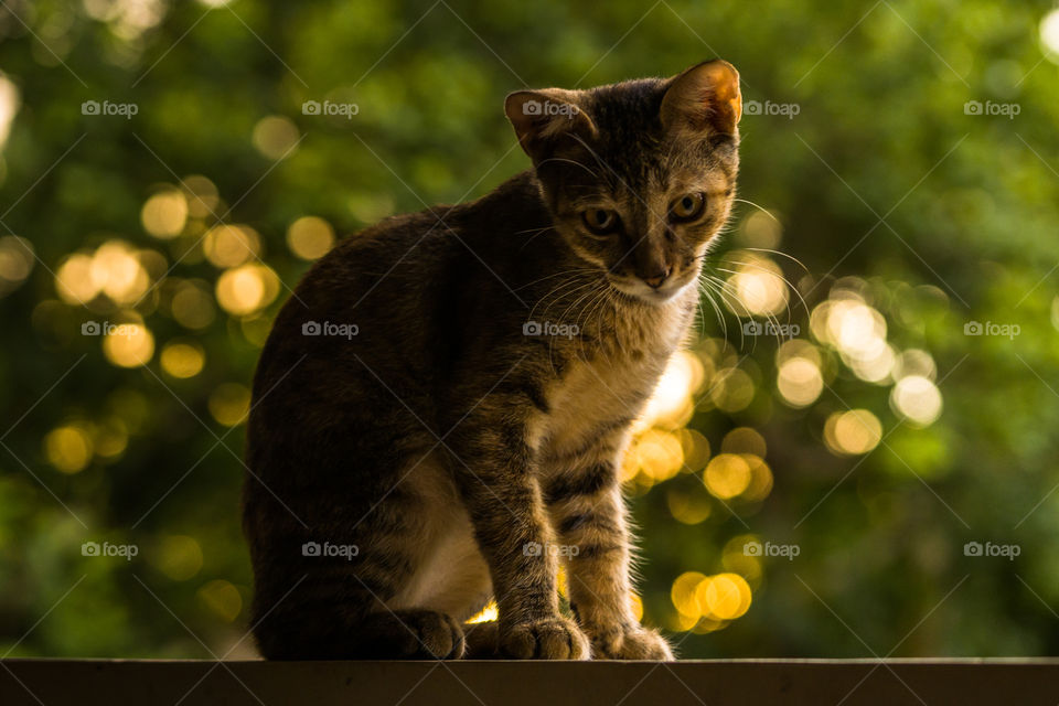 amistades gatunas.
atardeceres en casa.