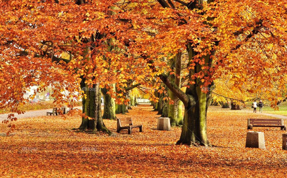 Fall, Leaf, Tree, Maple, Season