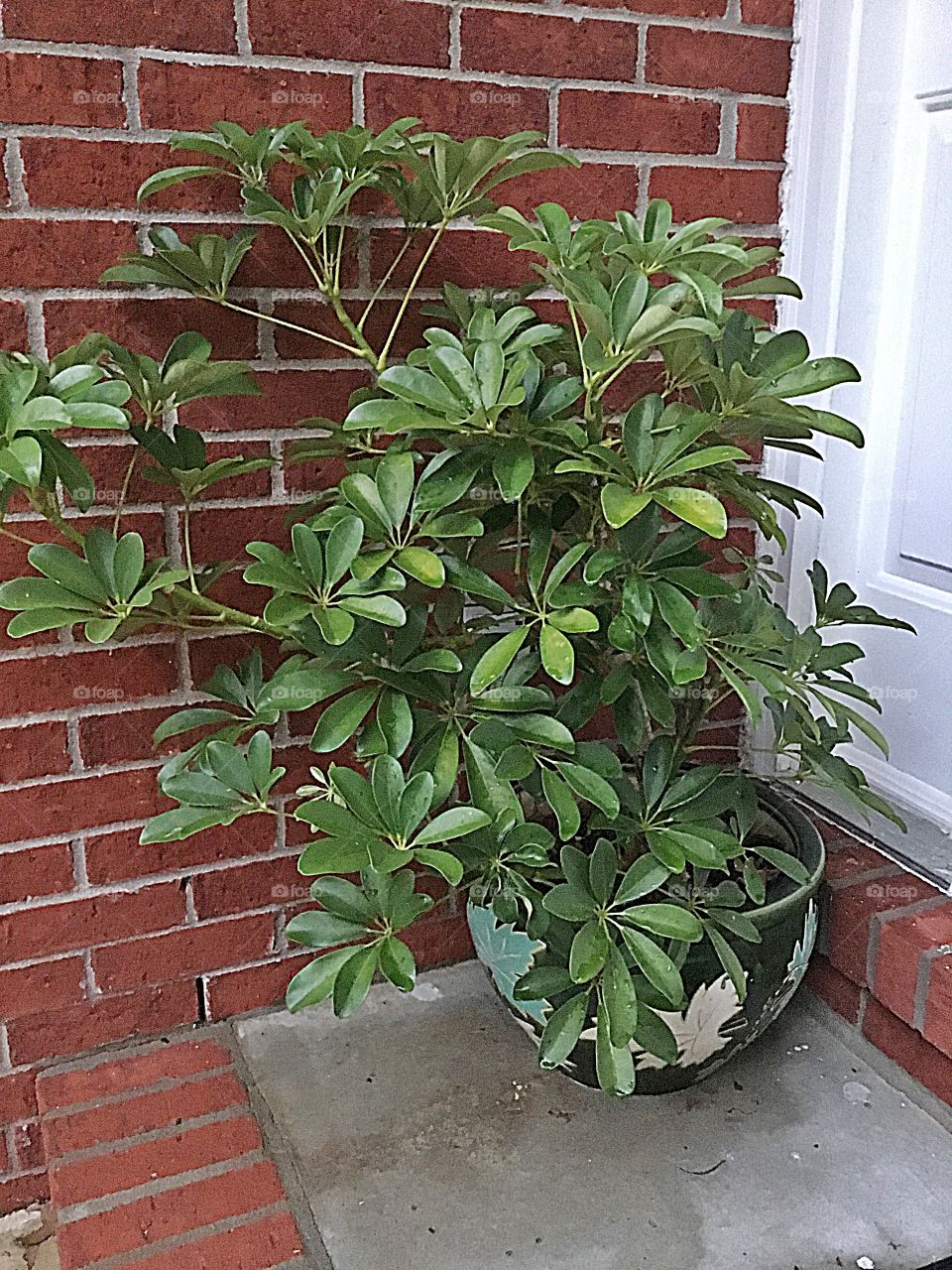Crazy plant people - this plant can tolerate high temperatures and high humidity 