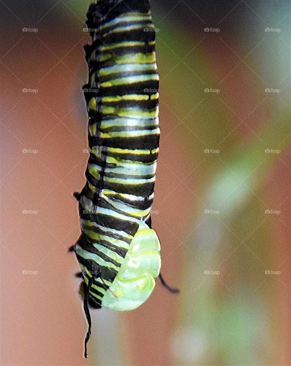 Monarch butterfly caterpillar beginning to expose the chrysalis 