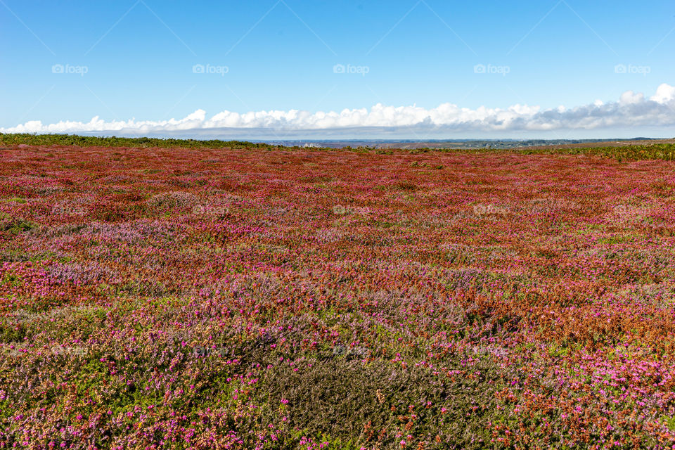 red heather