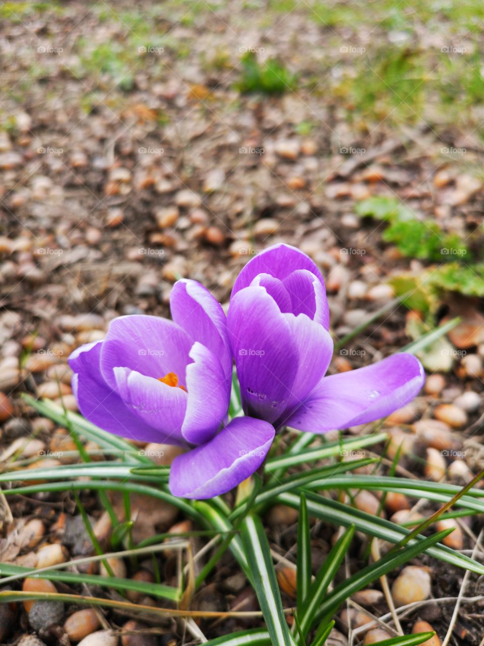 Spring is coming. Zielona Góra. Poland