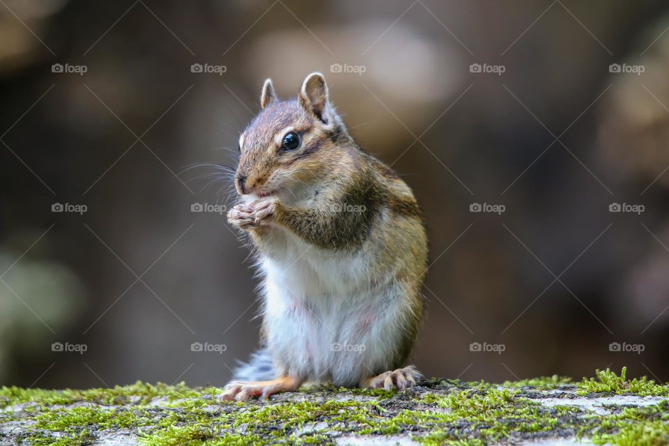Little chipmunk in the forest close up portrait