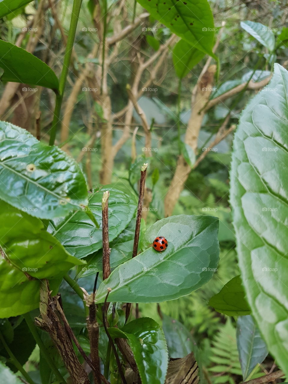 wild life in green vietnam