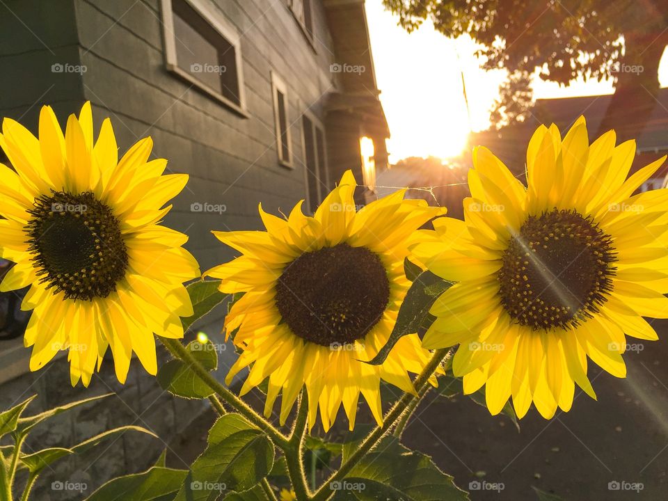 Sunflowers 