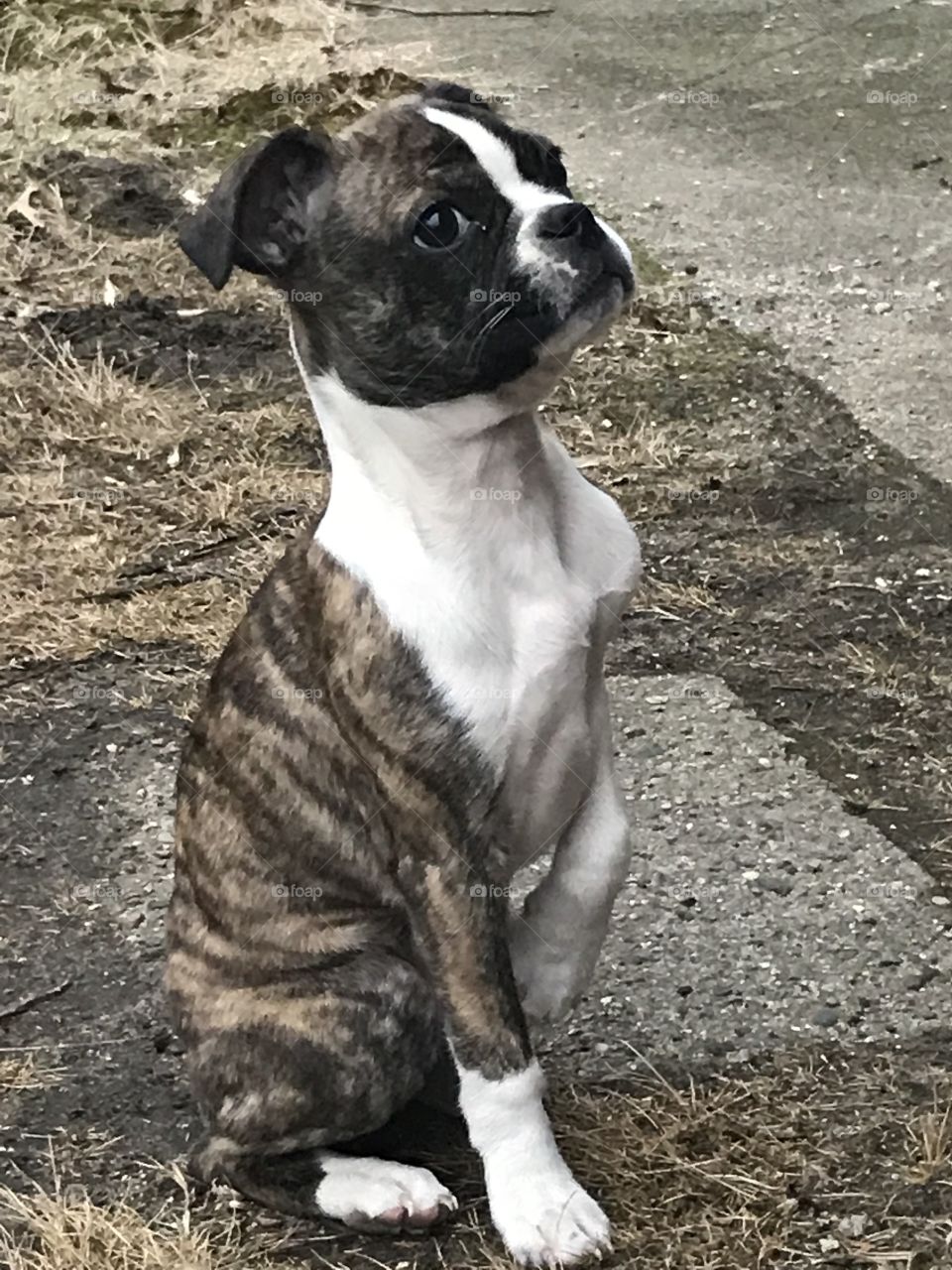 What a regal pose for a young puppy. She wants to sit and show off her brindle fur but she can’t contain her excitement and wonder at the world around her. 
