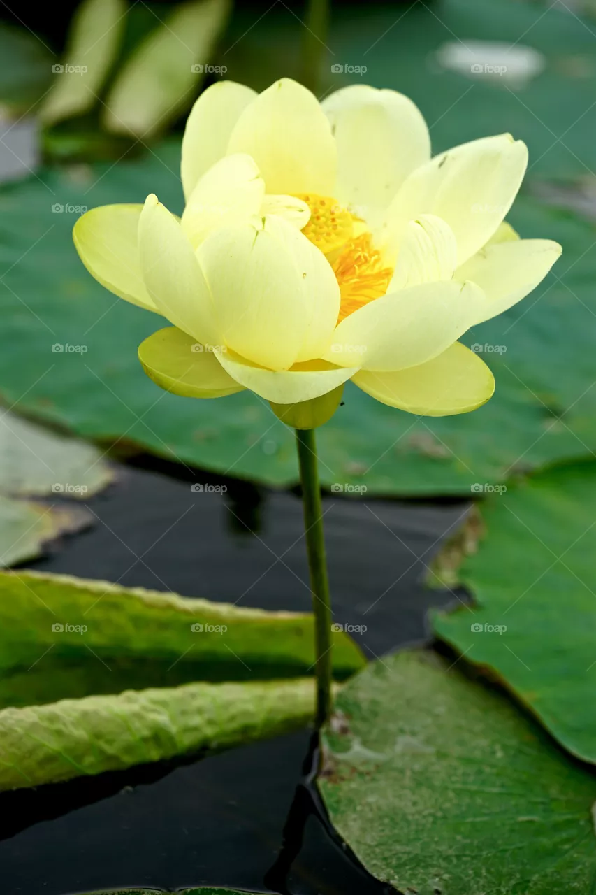 River Lily 