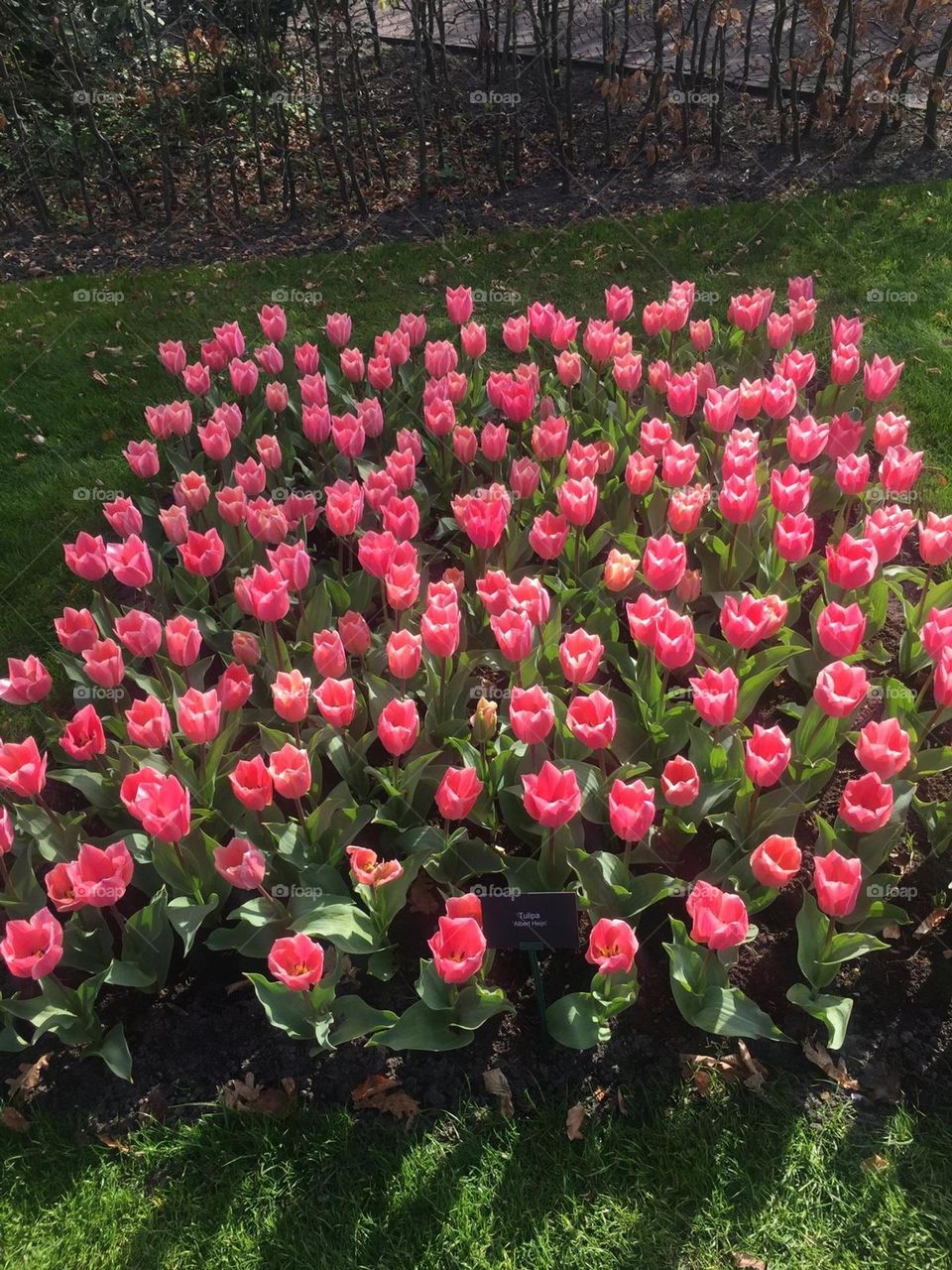 Tulips on the garden