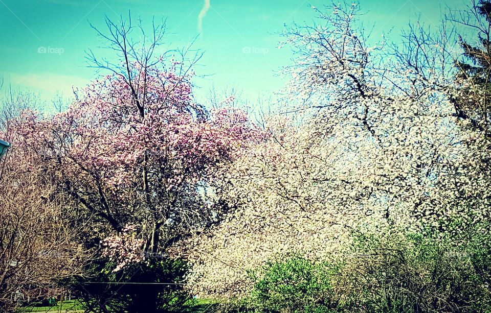 blooming trees