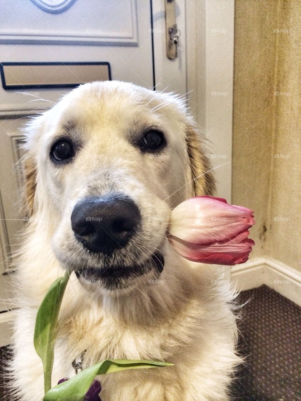 Zoe - Golden Retriever