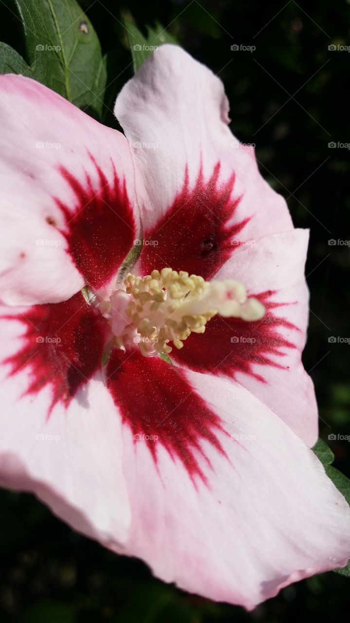 hibiscus
