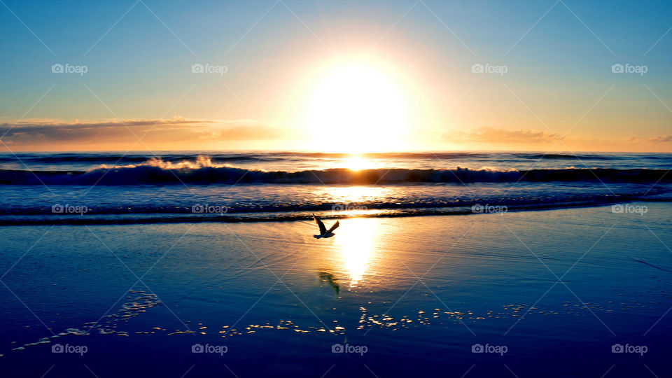 Sunrise with Flying Seagull