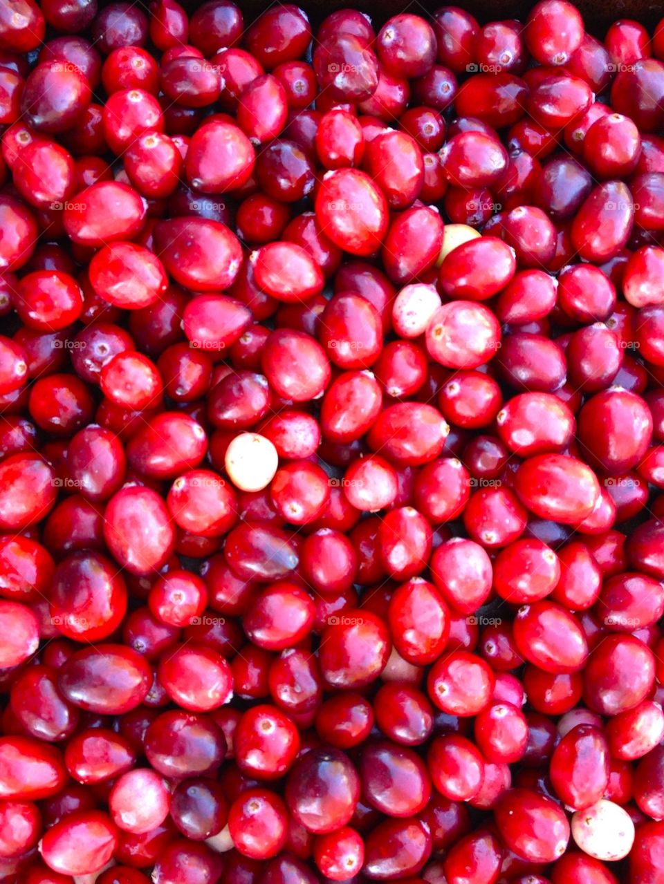 Cranberry Fruit Background 