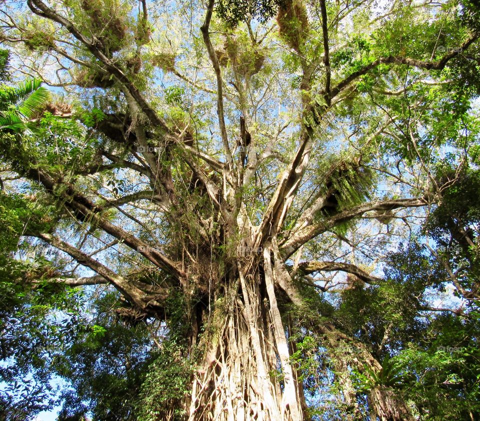 A giant curtain fig in the heart of tropical North Queensland 