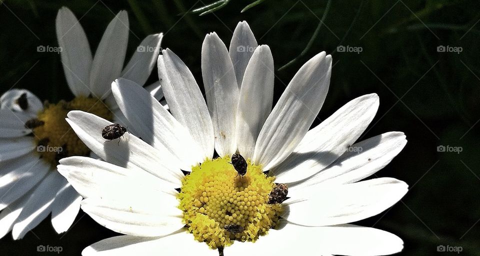 sweden bugs daisy ängelholm by smartini65