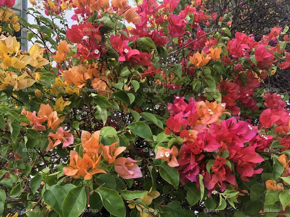 Bougainvillea × buttiana