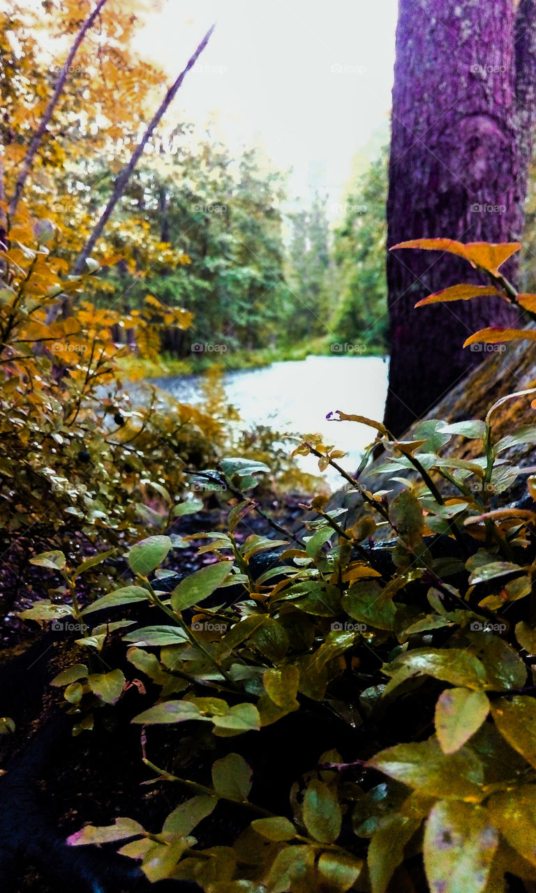 Fall colors of the Karelian isthmus