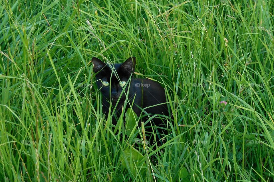 black cat with green eyes in the green grass