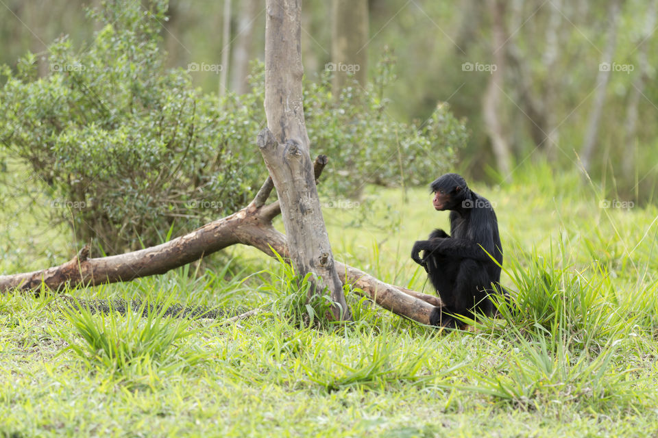 Nature of Brazil - Spider monkey.