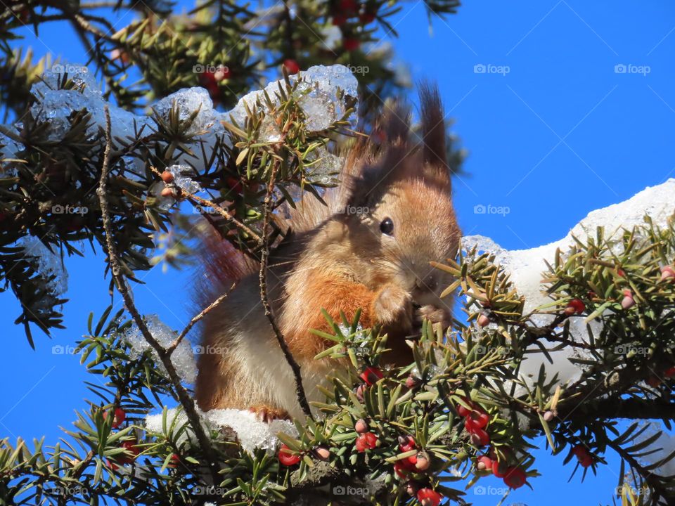 Squirrel eats berries