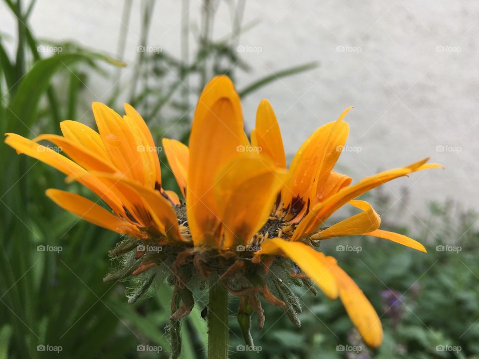 Yellow flower closeup 