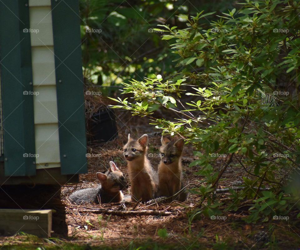 Gray fox cubs resting at edge of woods 