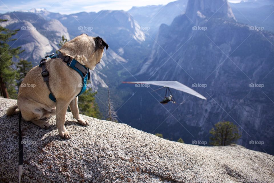 Dog sitting on peak of mountain