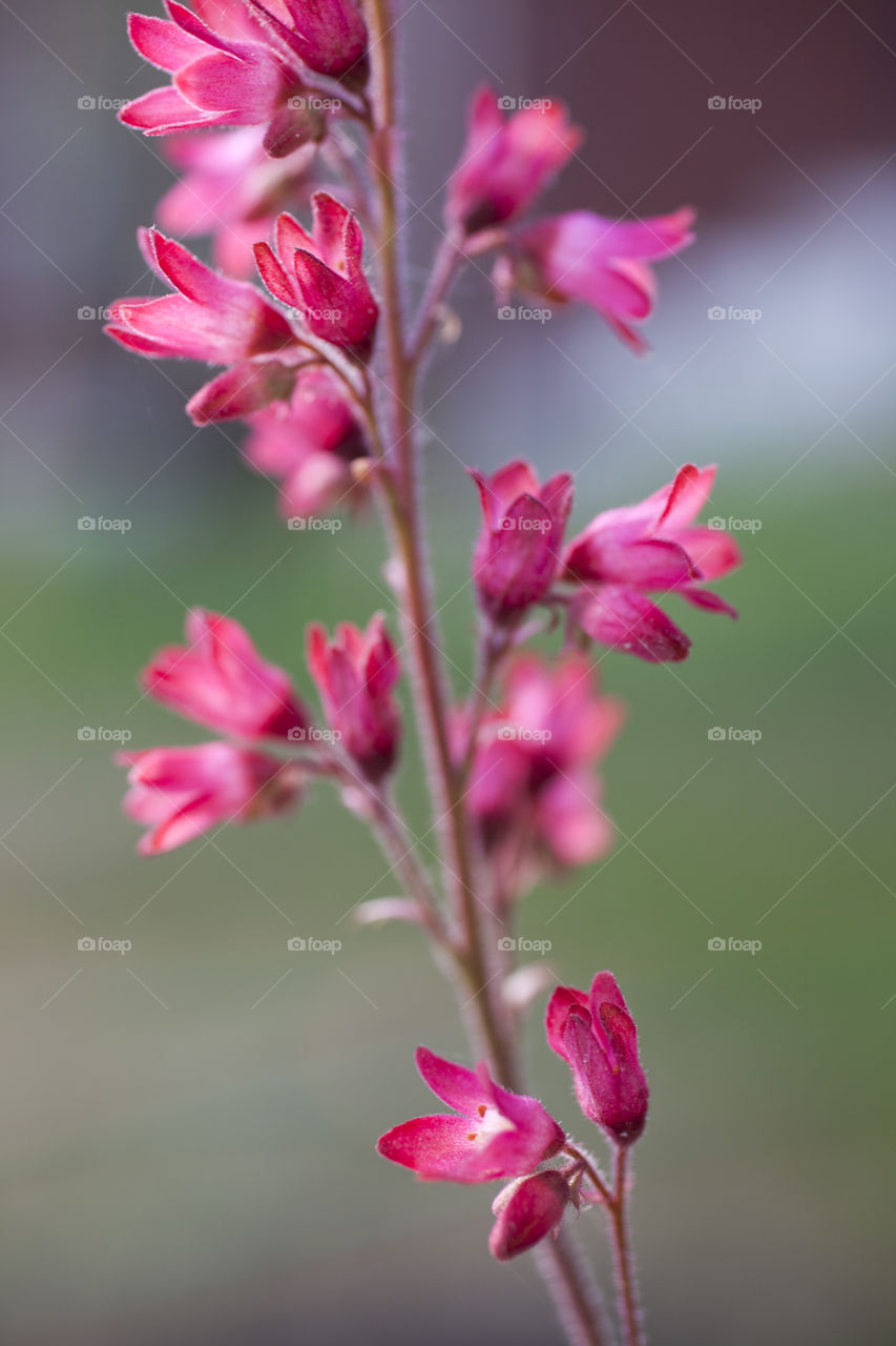 Alunrot Flower 