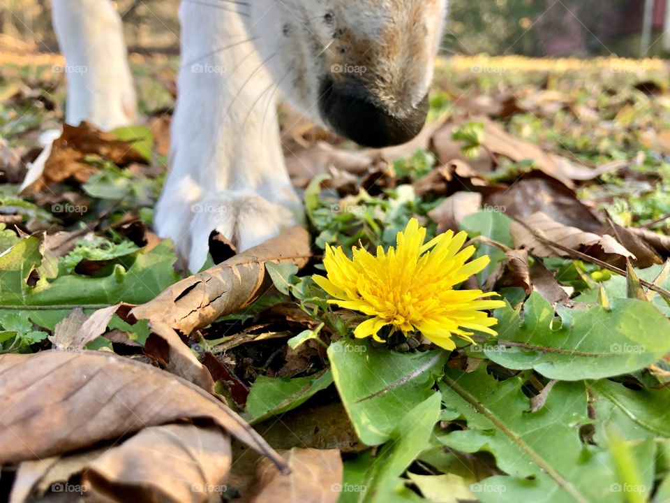 Stopping to smell the flowers