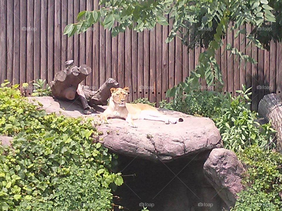 Cleveland Zoo. Lion sunbathing