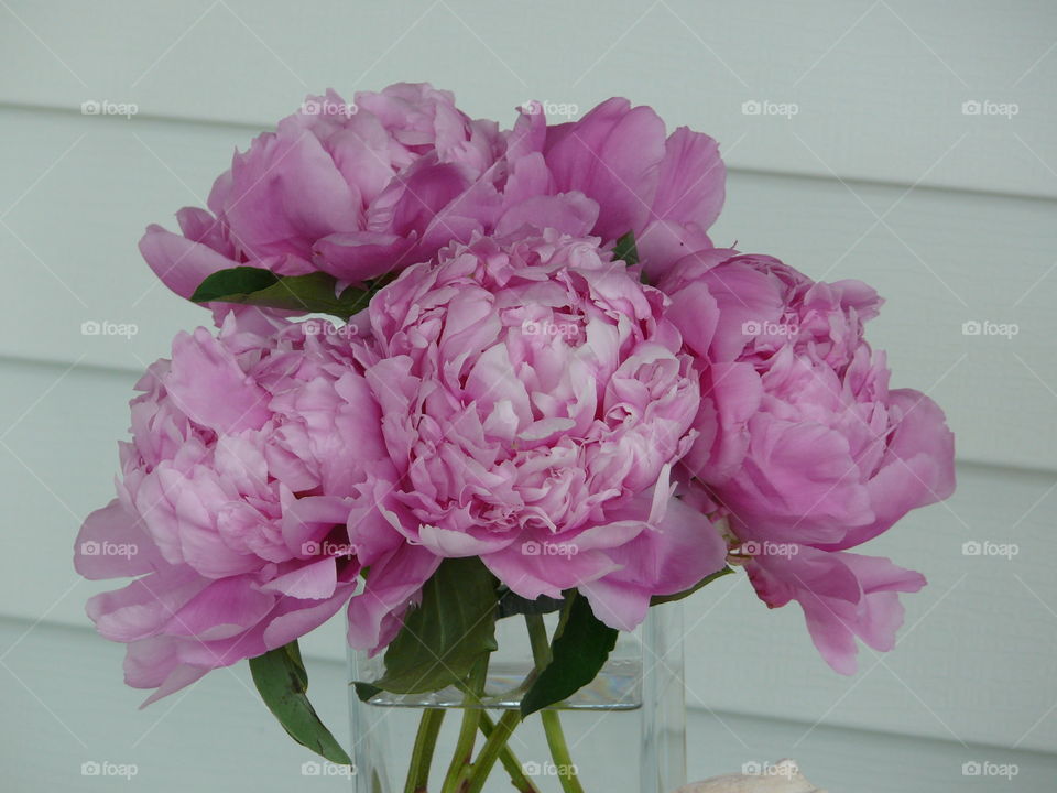 Bouquet bunch of pink peony flowers in a glass vase on a table outside. 
