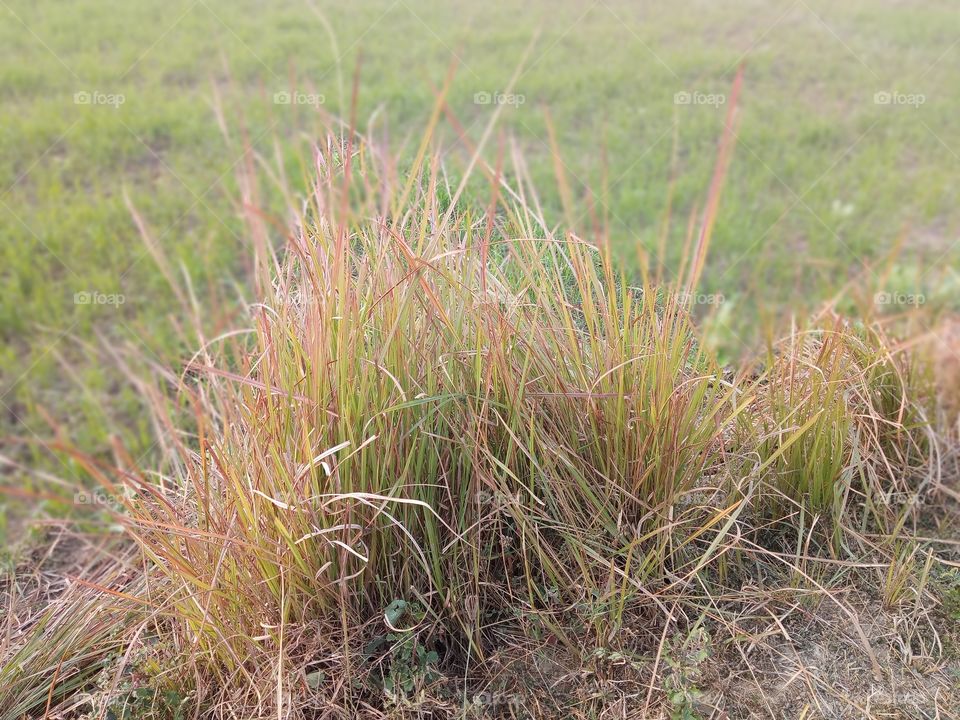 butifull grass