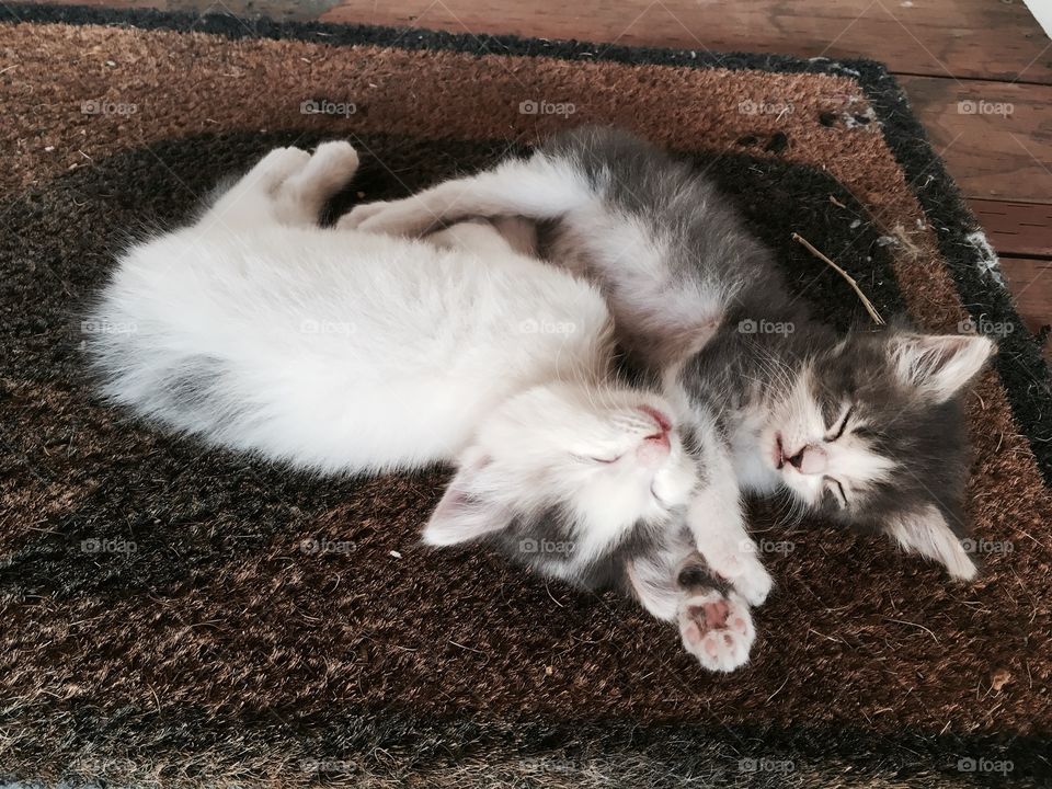 Two sleeping kittens.