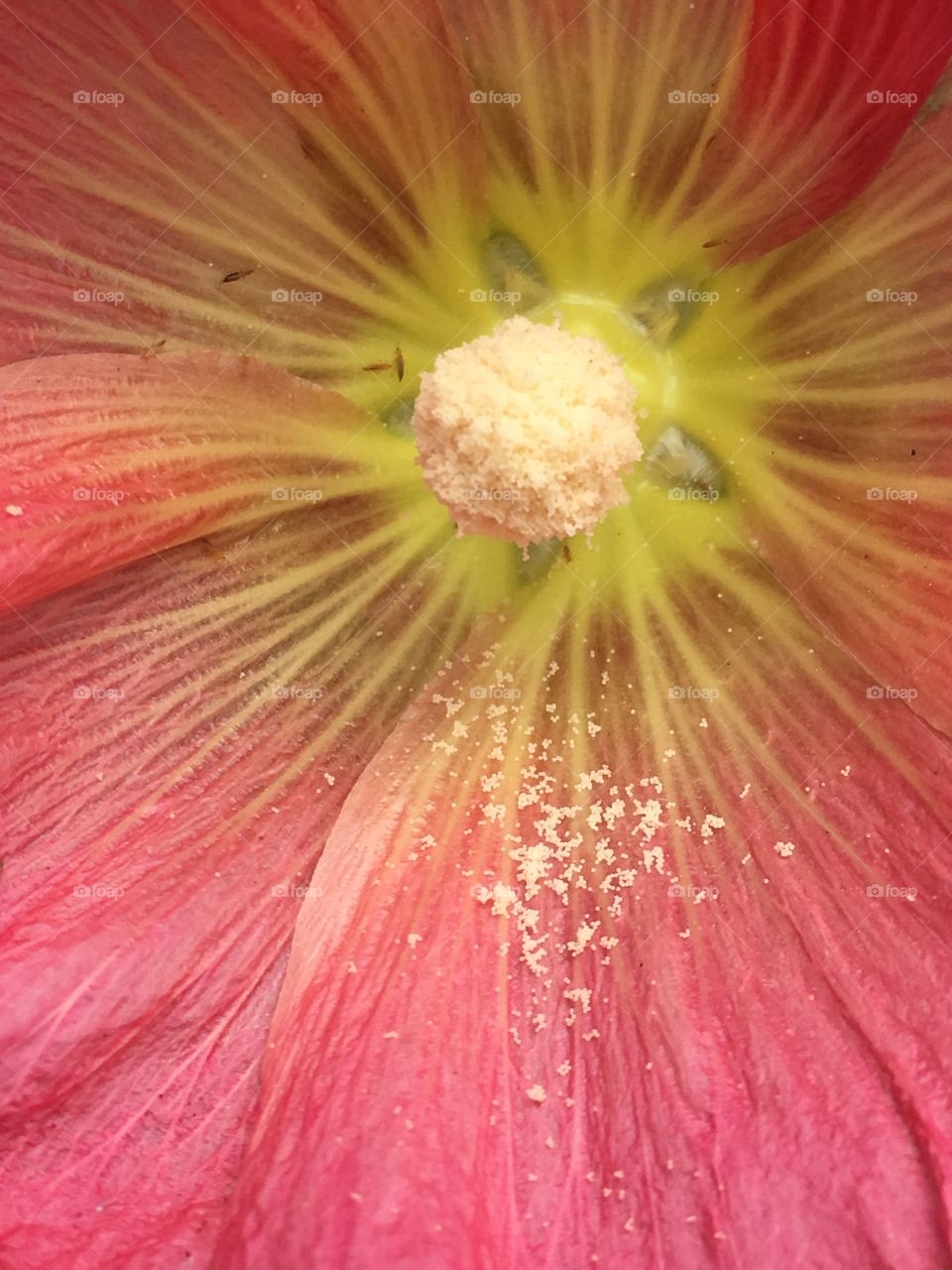 Buggy flower