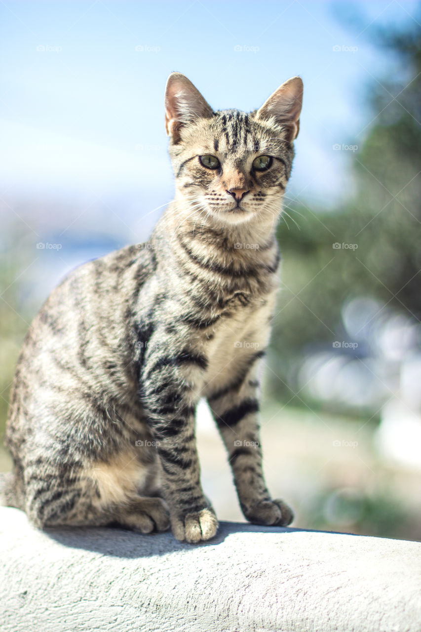 Cats in Greece