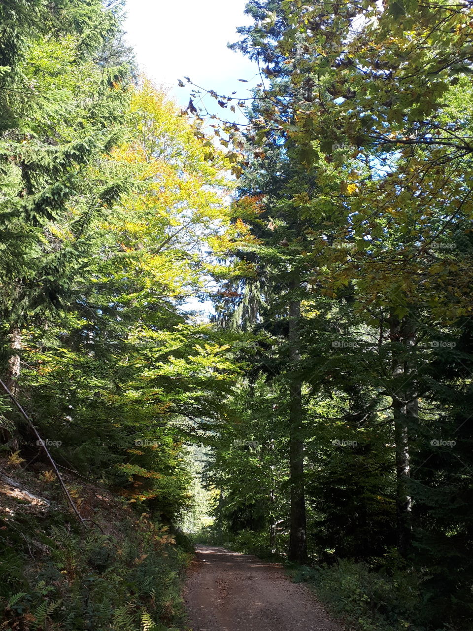 Herbstwald