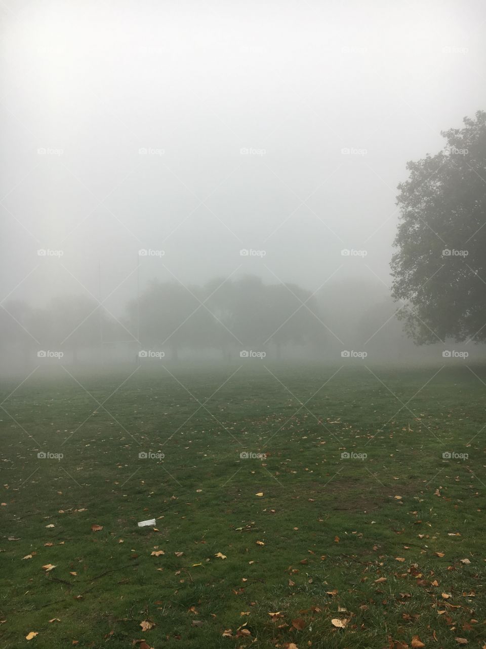 Fog on the common