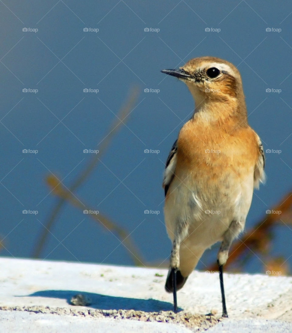 Isabelline Wheatear