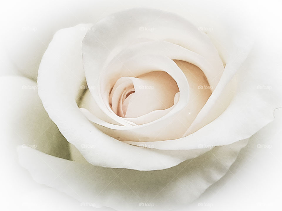 Close up of white rose