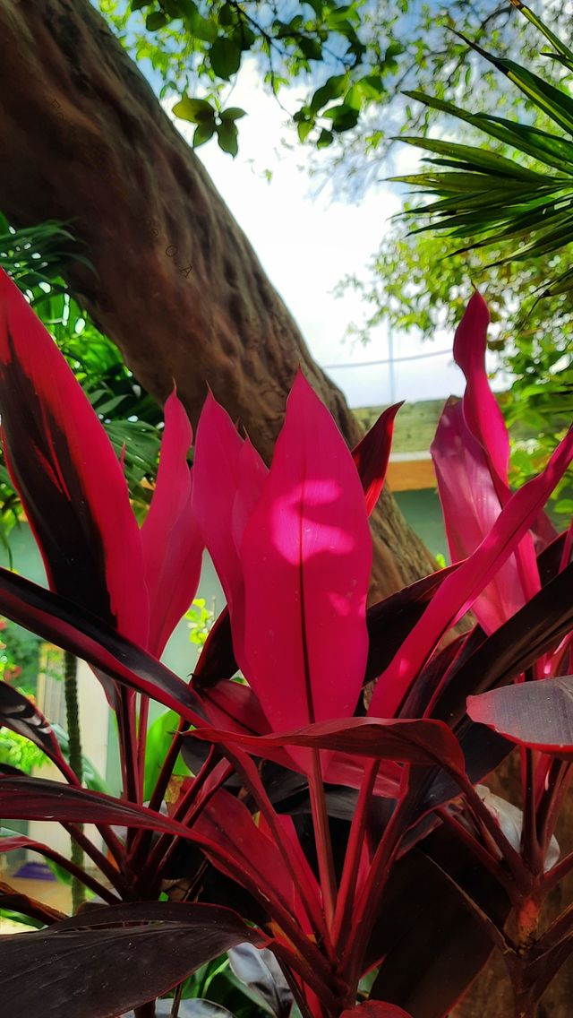 Red flower,red,flower,tree,garden,plant,floral,botany,blossom,spring,summer,nature,reflection,colorful