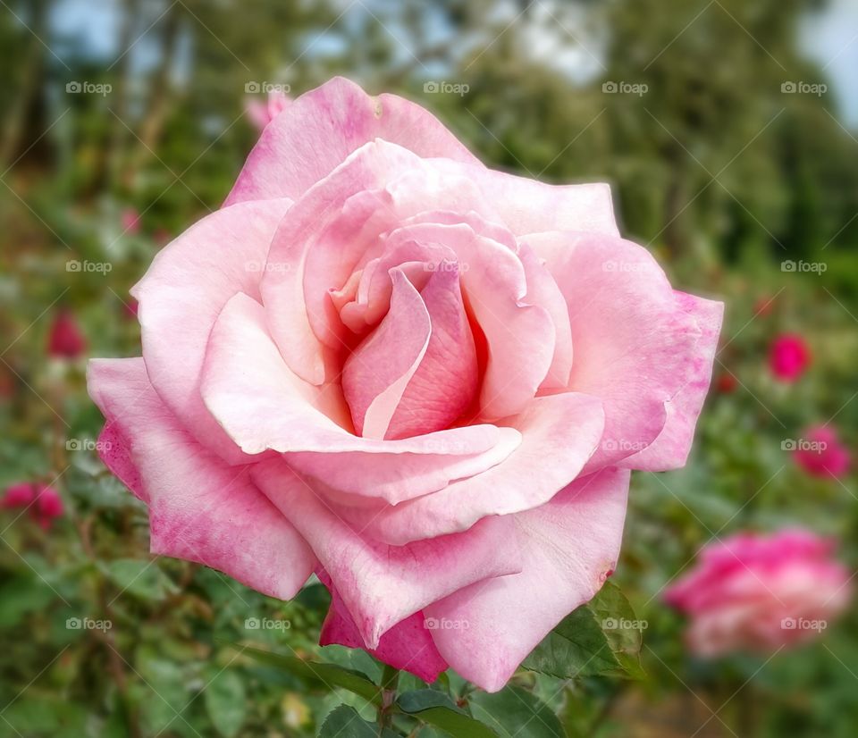 Pink rose. Beautiful & Sweet Rose
