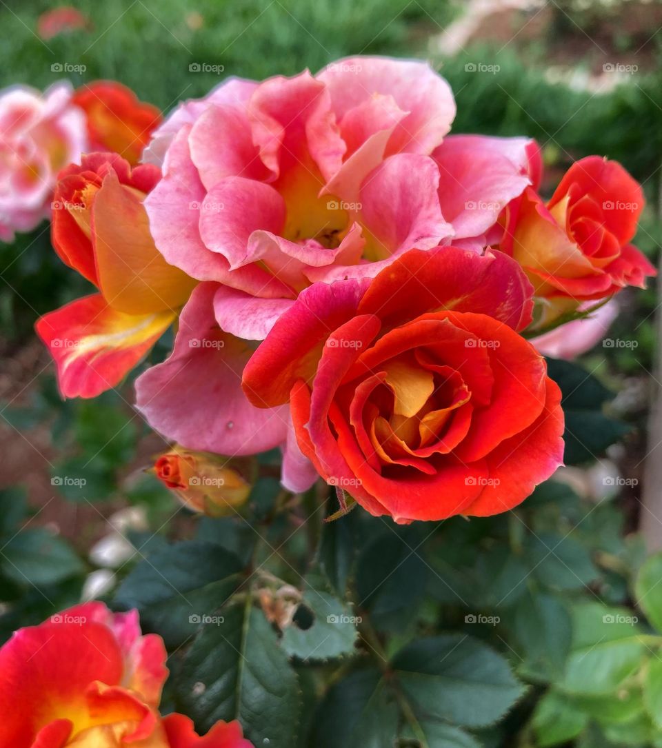 🌹 🇺🇸 Very beautiful flowers to brighten our day.  Live nature and its beauty. Did you like the delicate petals? / 🇧🇷 Flores muito bonitas para alegrar nosso dia. Viva a natureza e sua beleza. Gostaram das pétalas delicadas? 