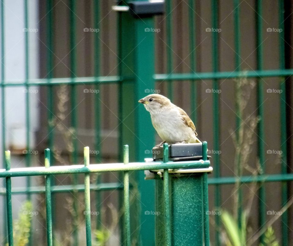 Kleiner Vogel auf einem Zaun