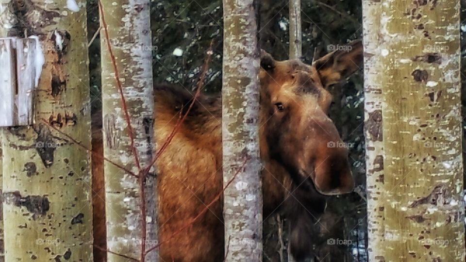 Moose in Trees